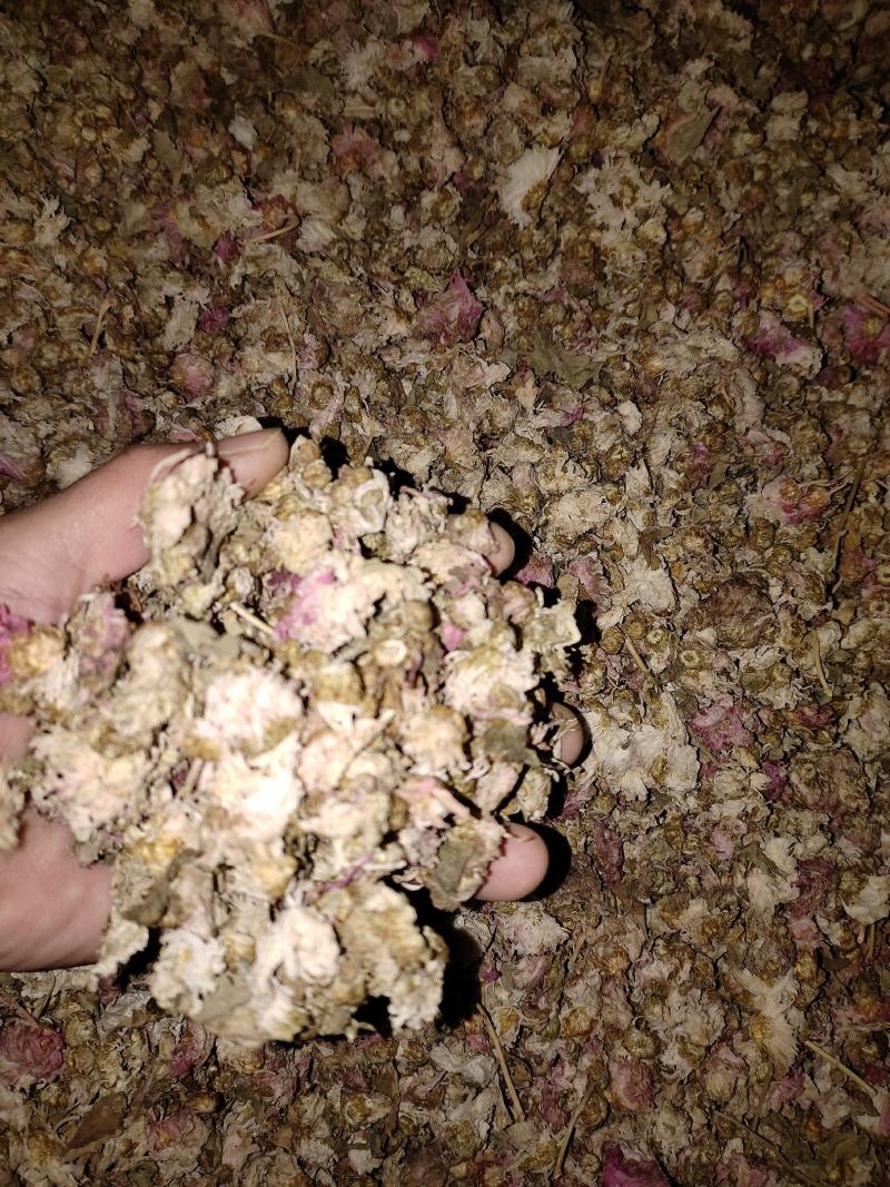 祁白菊