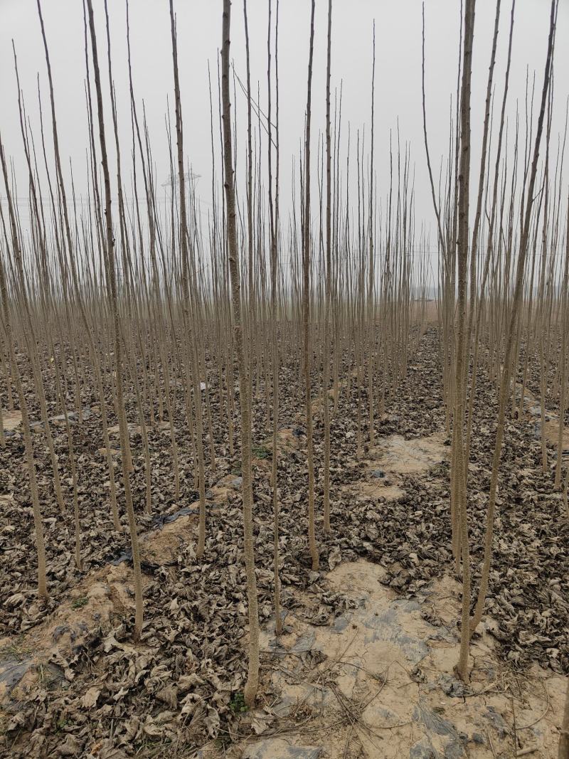 杨树苗107杨树苗品种放心质量保证信誉第一