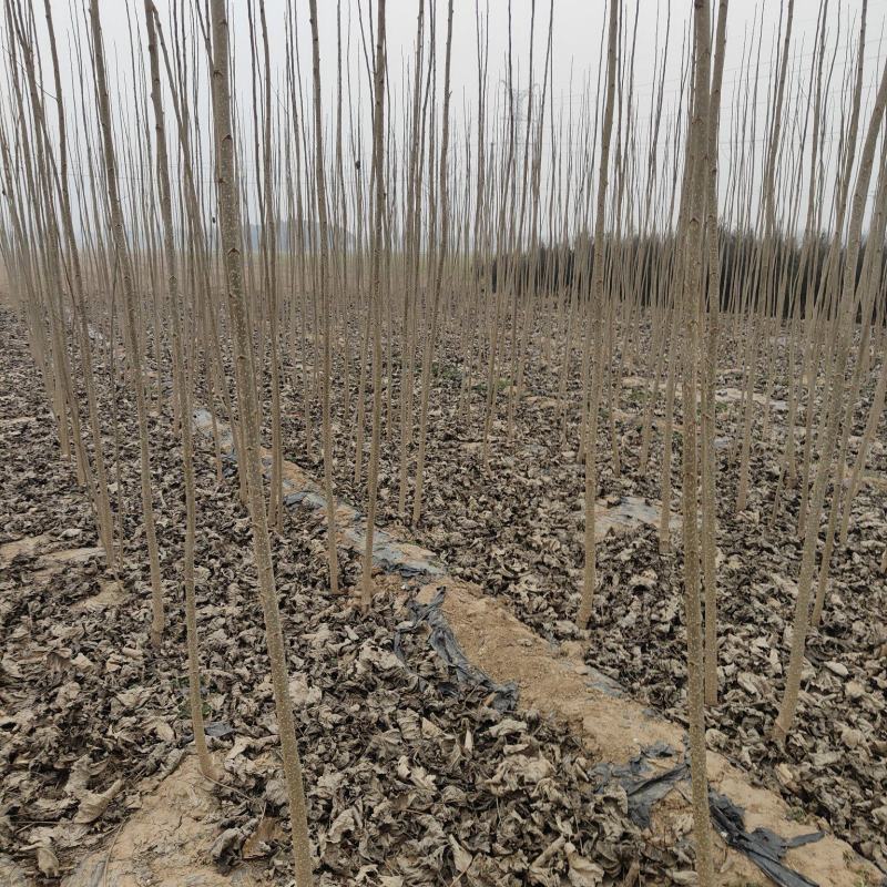 杨树苗107杨树苗品种放心质量保证信誉第一