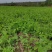 精品豌豆尖基地加代办货源充足质质量可靠可供超市批发商电商