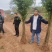 栾树小苗栾树苗各种规格产地直发成活率高诚信经