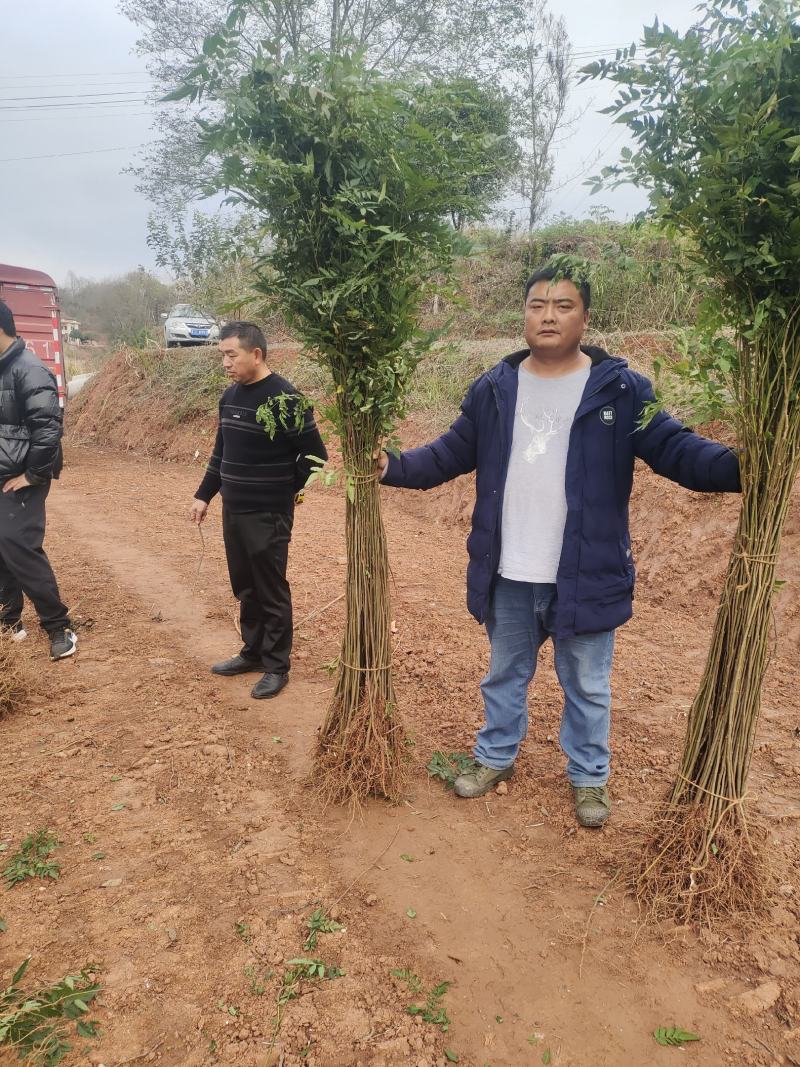 栾树小苗栾树苗各种规格产地直发成活率高诚信经