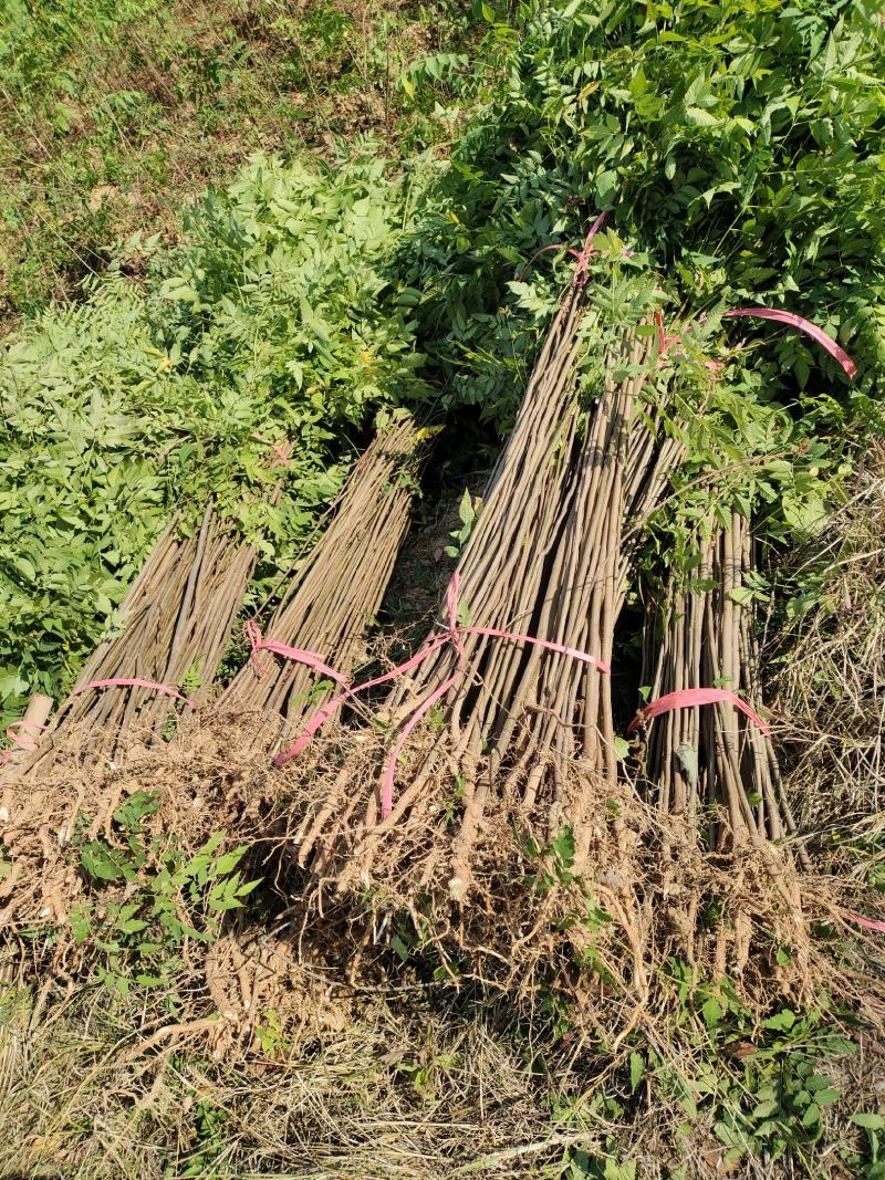 栾树小苗栾树苗各种规格产地直发成活率高诚信经