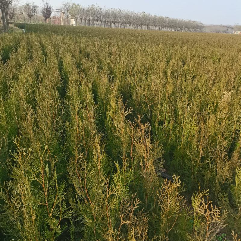 主营侧柏基地直发货源充足好成活可视频看货