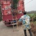 湖南桂花小苗产地直发量大从优欢迎各位老板致电咨询