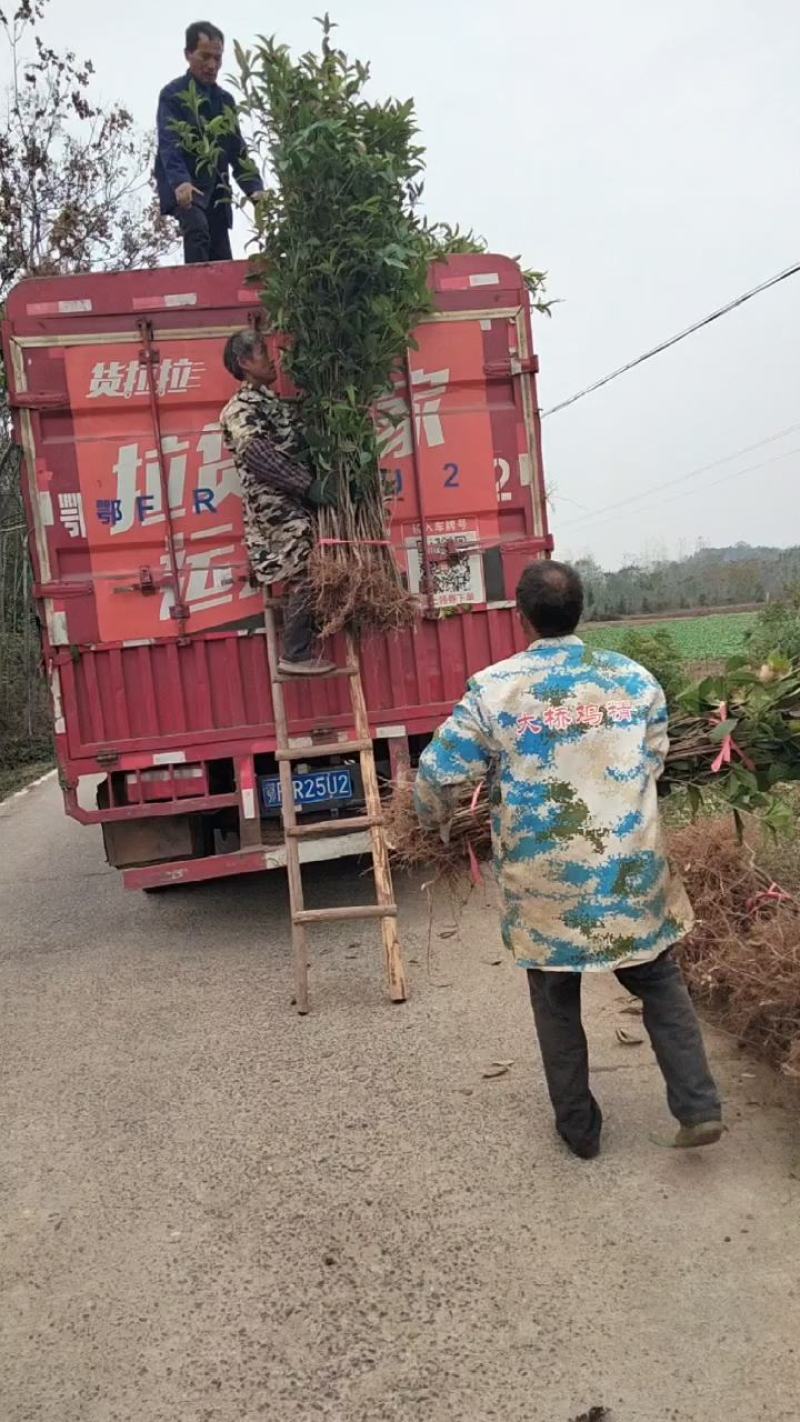 湖南桂花小苗产地直发量大从优欢迎各位老板致电咨询