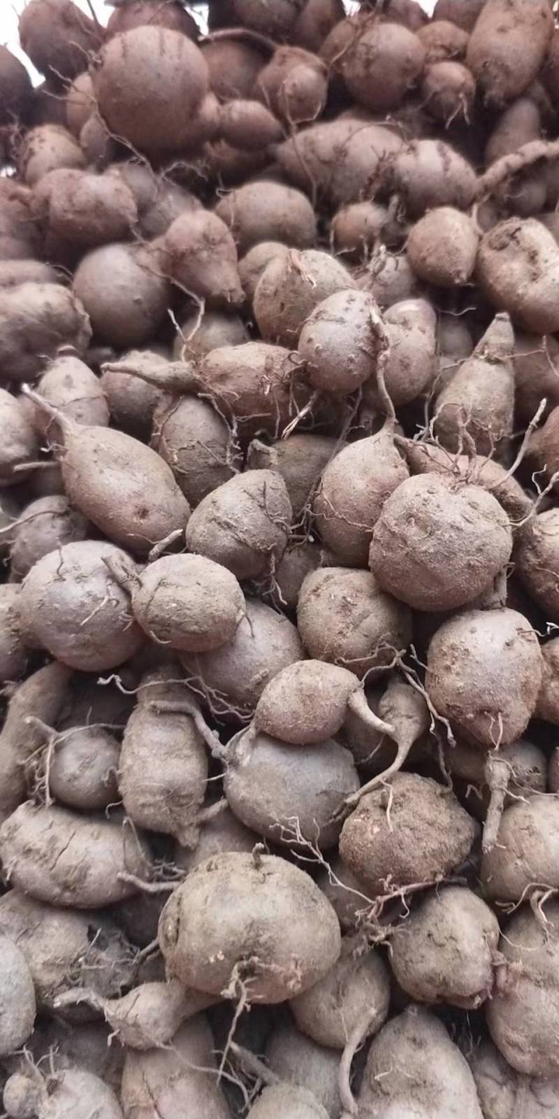 三叶青新鲜货金线吊葫芦产地直发规格齐全质量保证