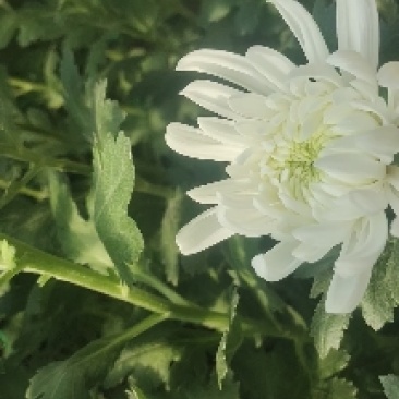 鲜切菊花黄菊白菊祭祀鲜花，大量上市，全国发货，欢迎进店