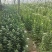 鲜切菊花黄菊白菊祭祀鲜花，大量上市，全国发货，欢迎进店