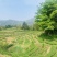 新茶白毫银针福鼎白茶500g包邮