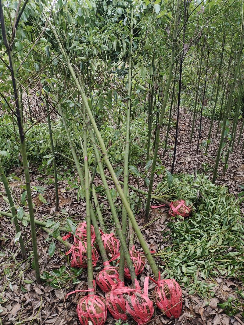 桃源光杆香樟苗木百亩基地成活率高现挖现发