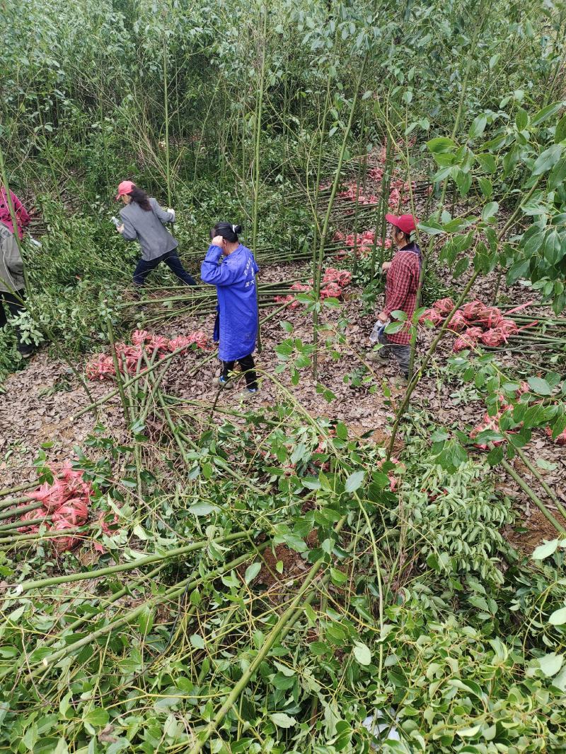 桃源光杆香樟苗木百亩基地成活率高现挖现发
