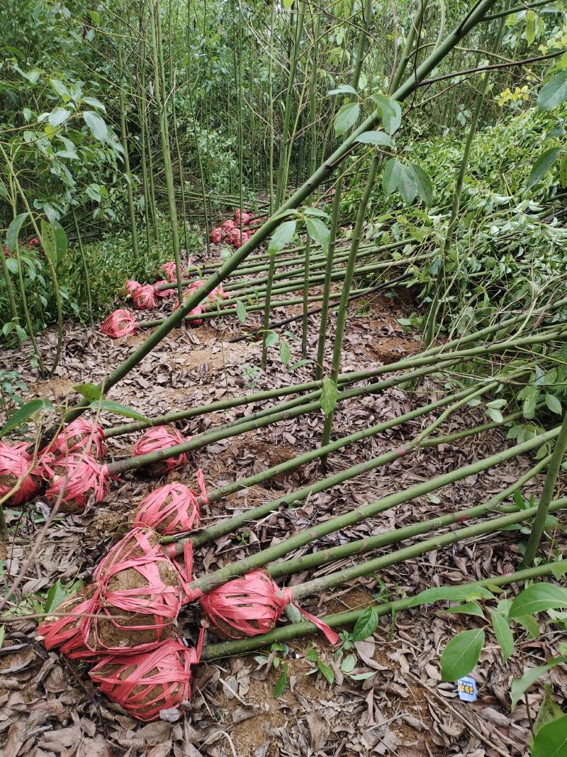 桃源光杆香樟苗木百亩基地成活率高现挖现发