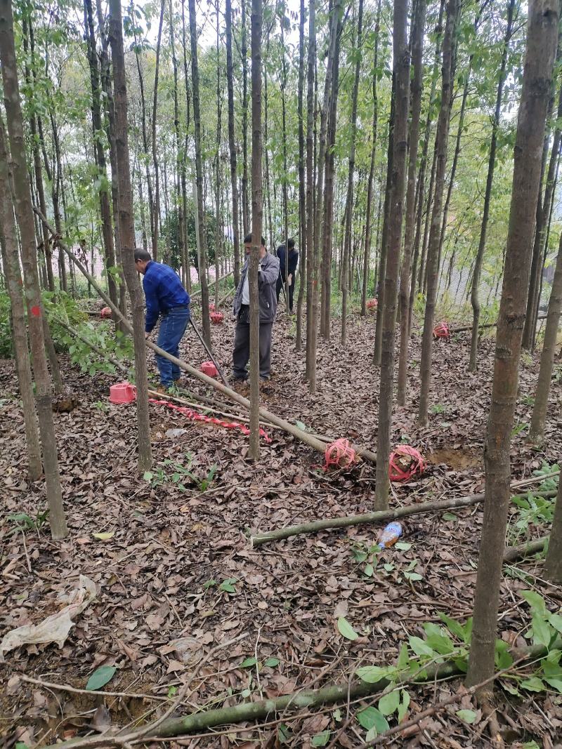 桃源光杆香樟苗木百亩基地成活率高现挖现发