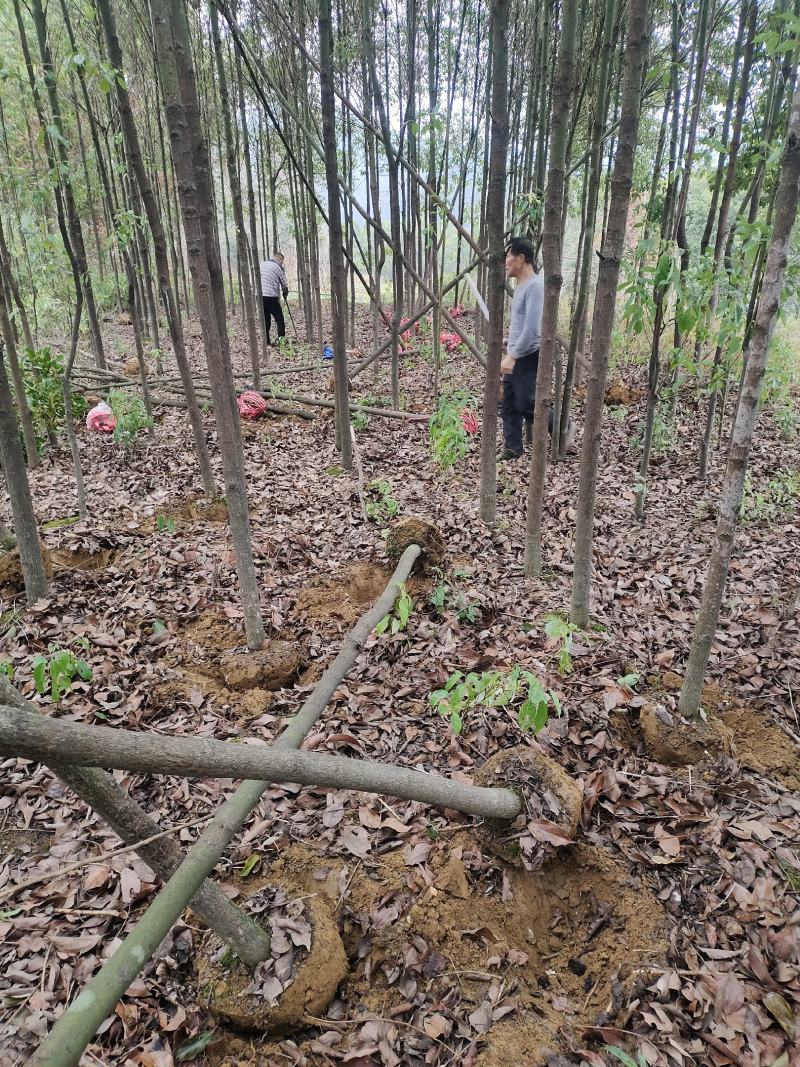 桃源光杆香樟苗木百亩基地成活率高现挖现发