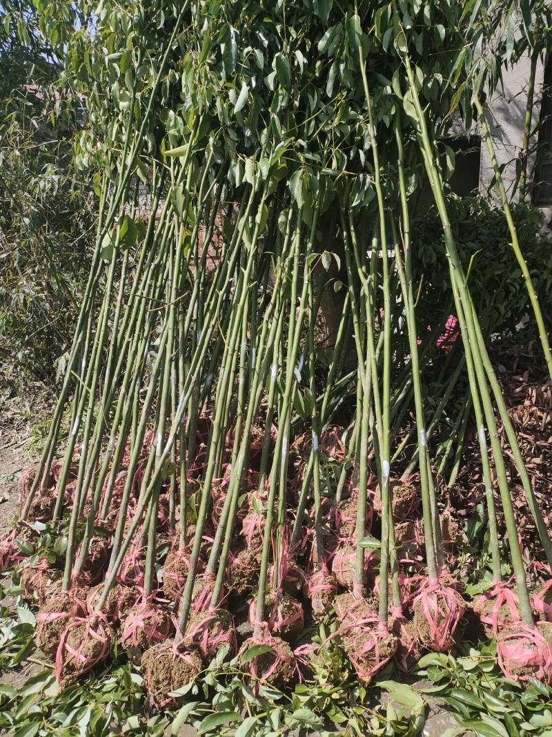 桃源光杆香樟苗木百亩基地成活率高现挖现发