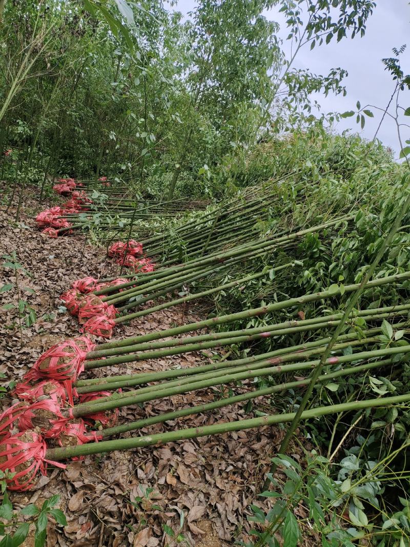 桃源光杆香樟苗木百亩基地成活率高现挖现发