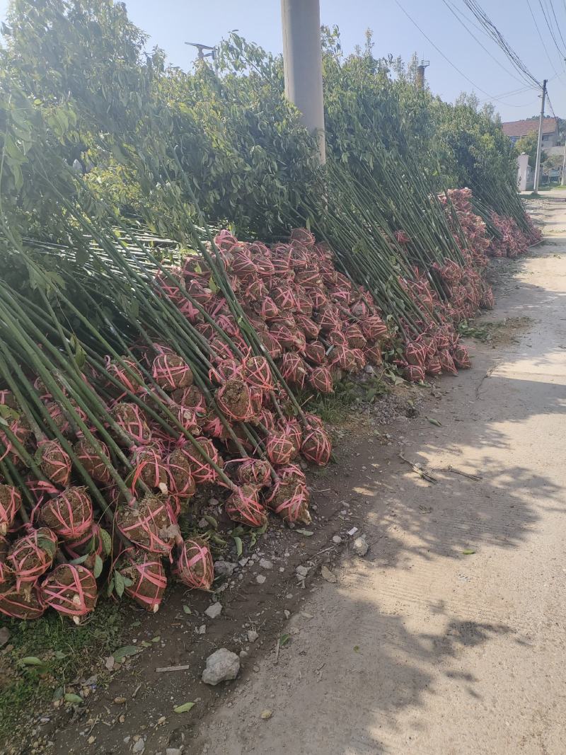 桃源光杆香樟苗木百亩基地成活率高现挖现发