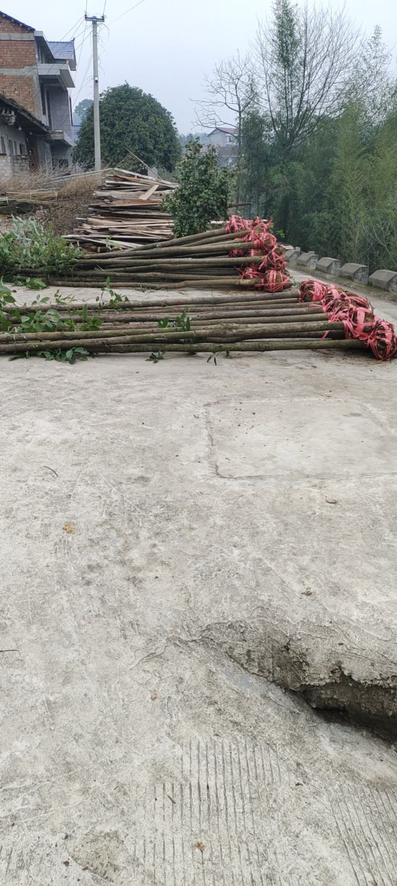 桃源光杆香樟苗木百亩基地成活率高现挖现发