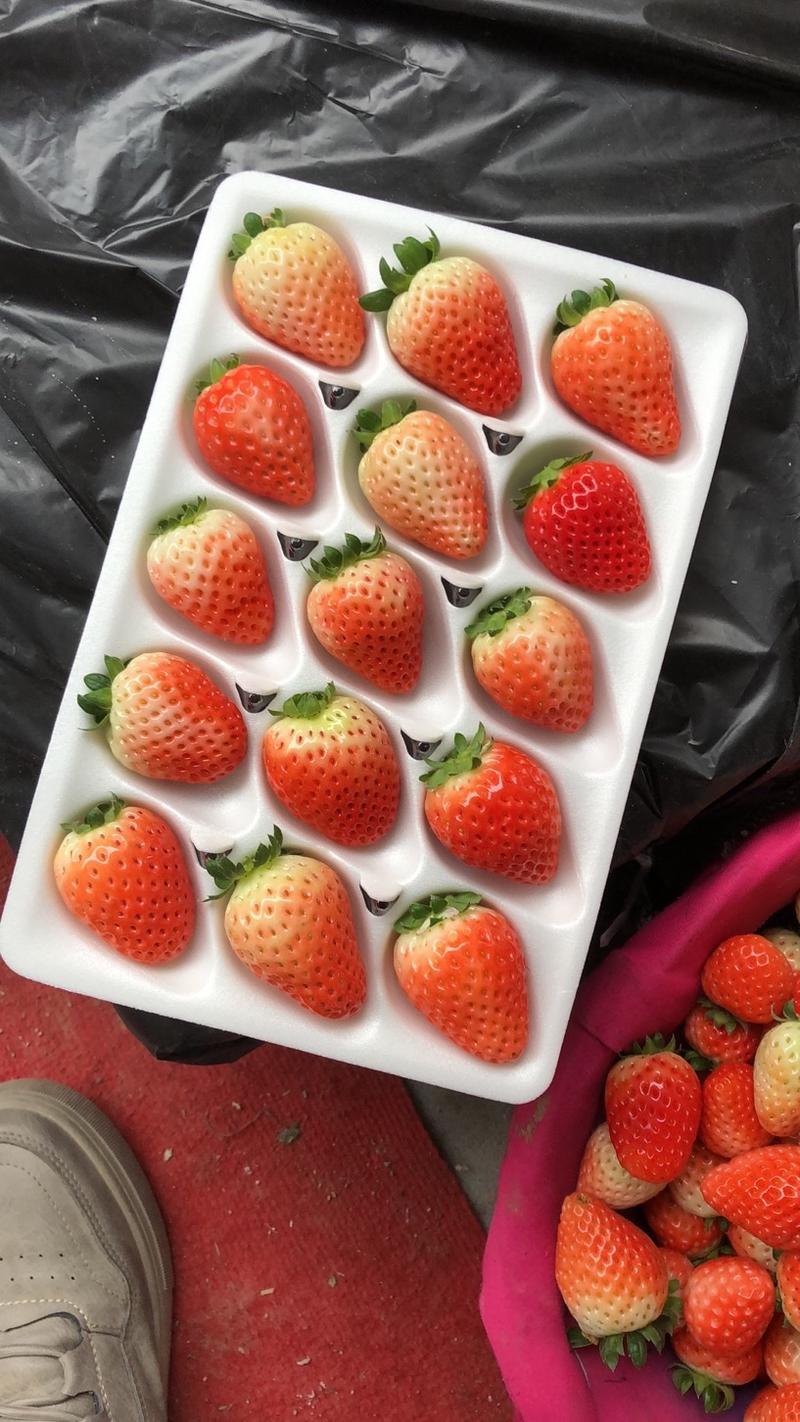 优质天仙醉草莓支持市场、电商、团购、商超