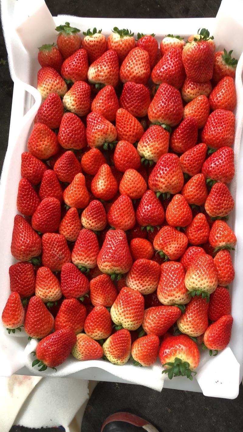 优质天仙醉草莓支持市场、电商、团购、商超