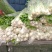 芹菜
