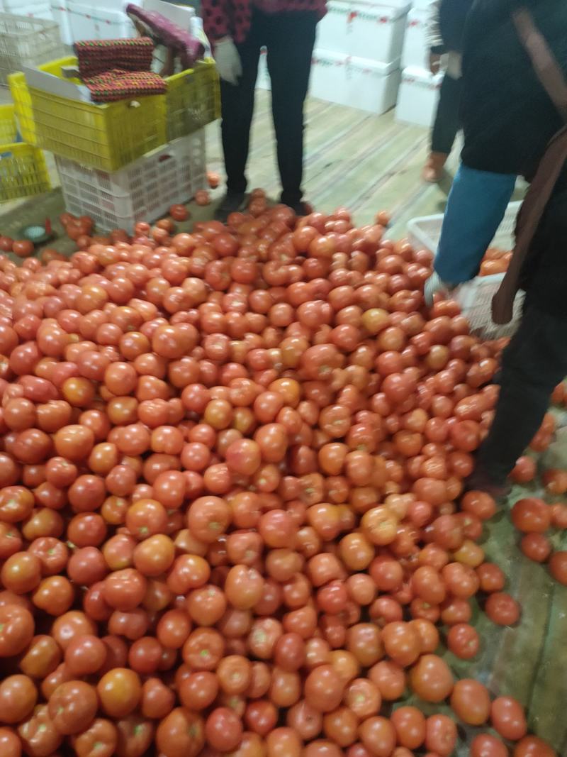山东菏泽定陶黄店西红柿大量上市货源充足价格美丽。