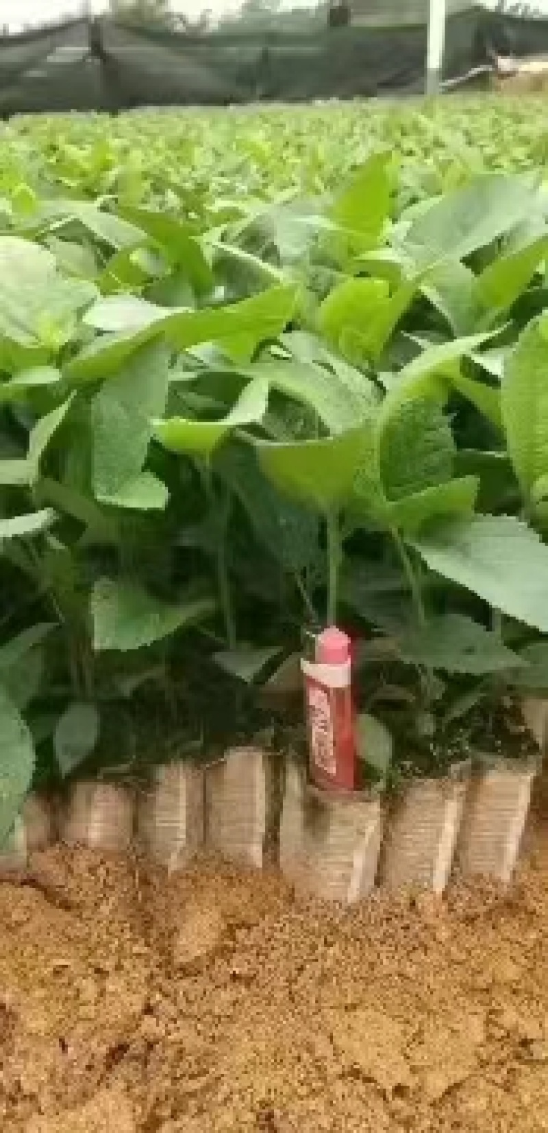 五指毛桃苗，无纺布营养杯苗，标准苗岀圃，欢迎联系