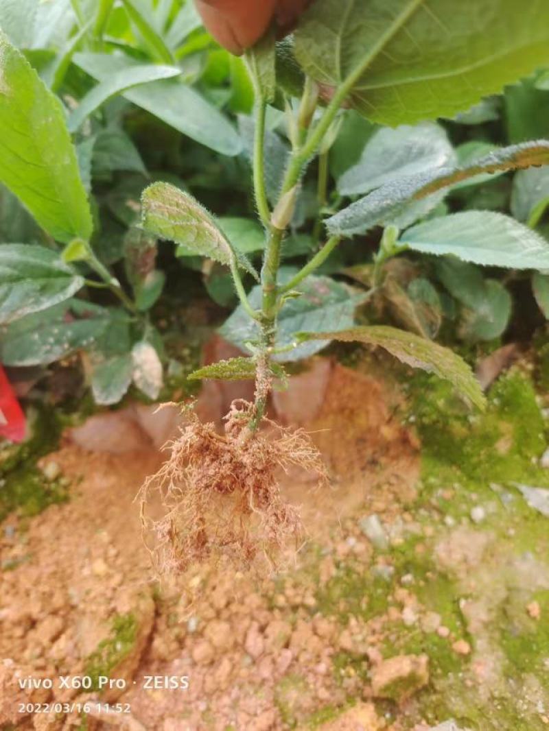五指毛桃苗，无纺布营养杯苗，标准苗岀圃，欢迎联系