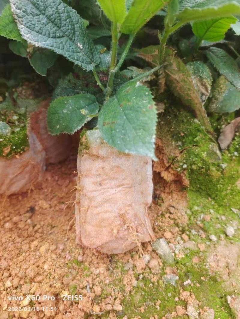 五指毛桃苗，无纺布营养杯苗，标准苗岀圃，欢迎联系