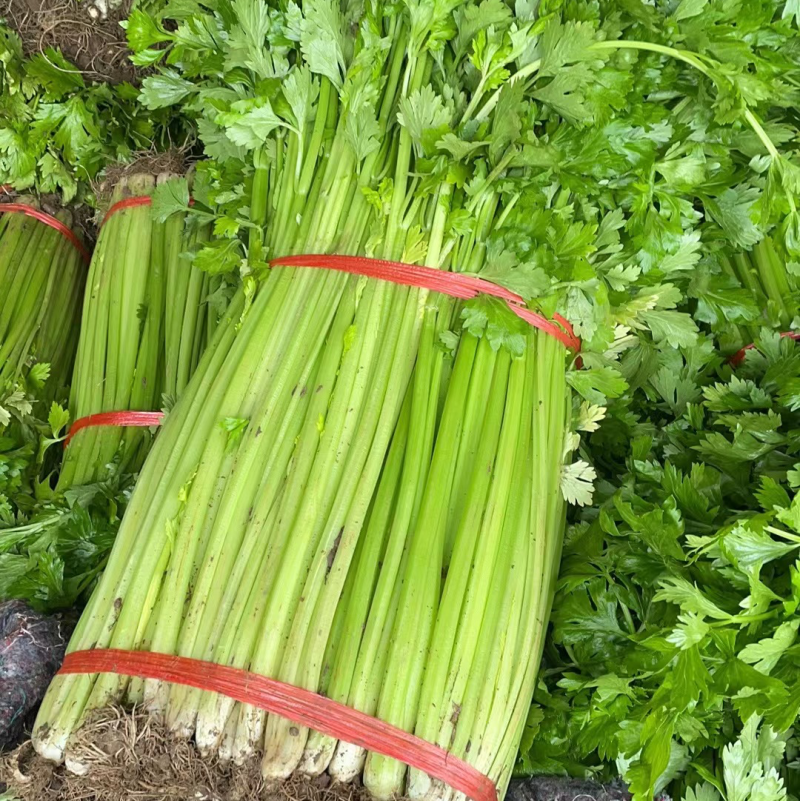 山东芹菜大量有货，质量好，价格低需要的可以联系我