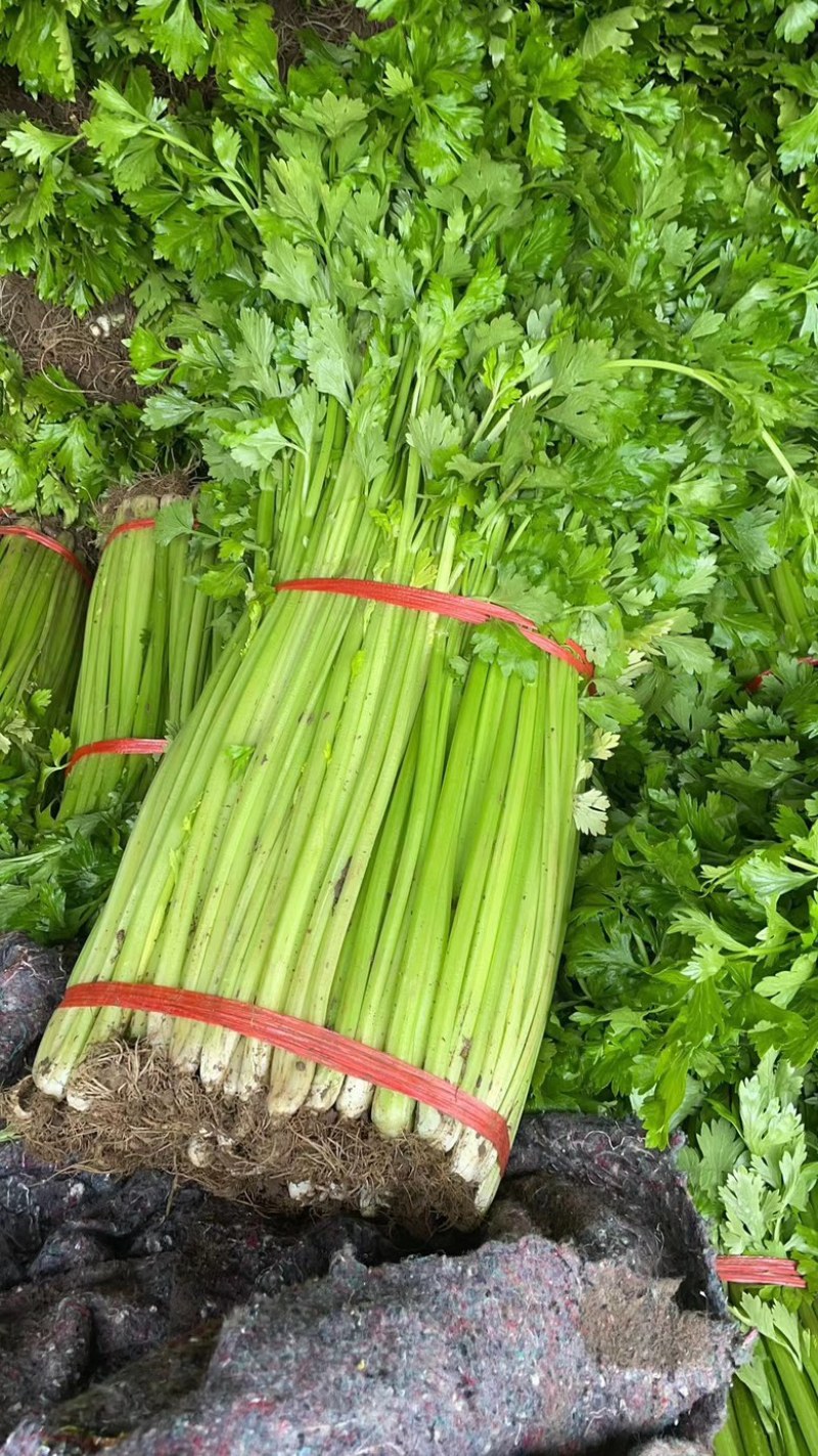 山东芹菜大量有货，质量好，价格低需要的可以联系我