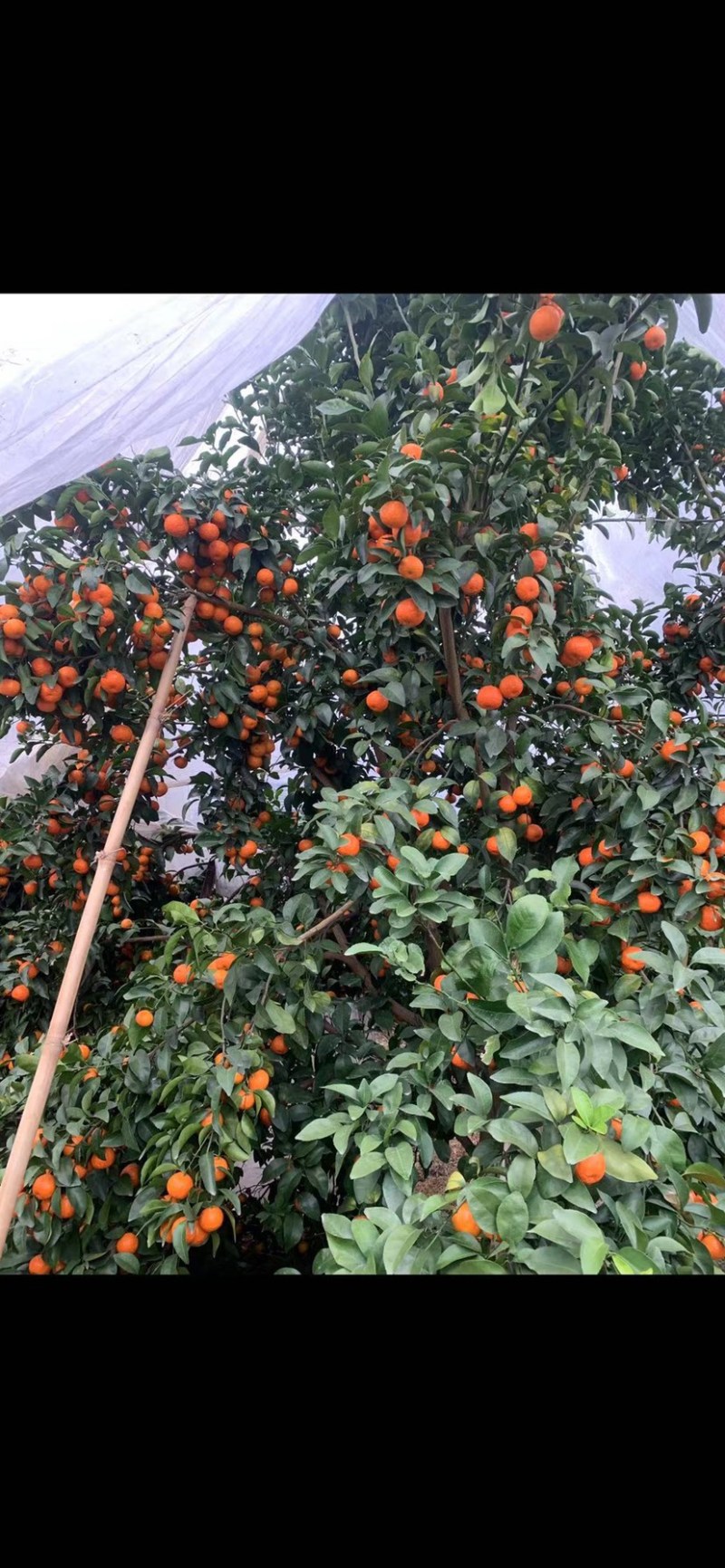 大量代收代发广西砂糖橘市场果，电商，社区，美团等各平台