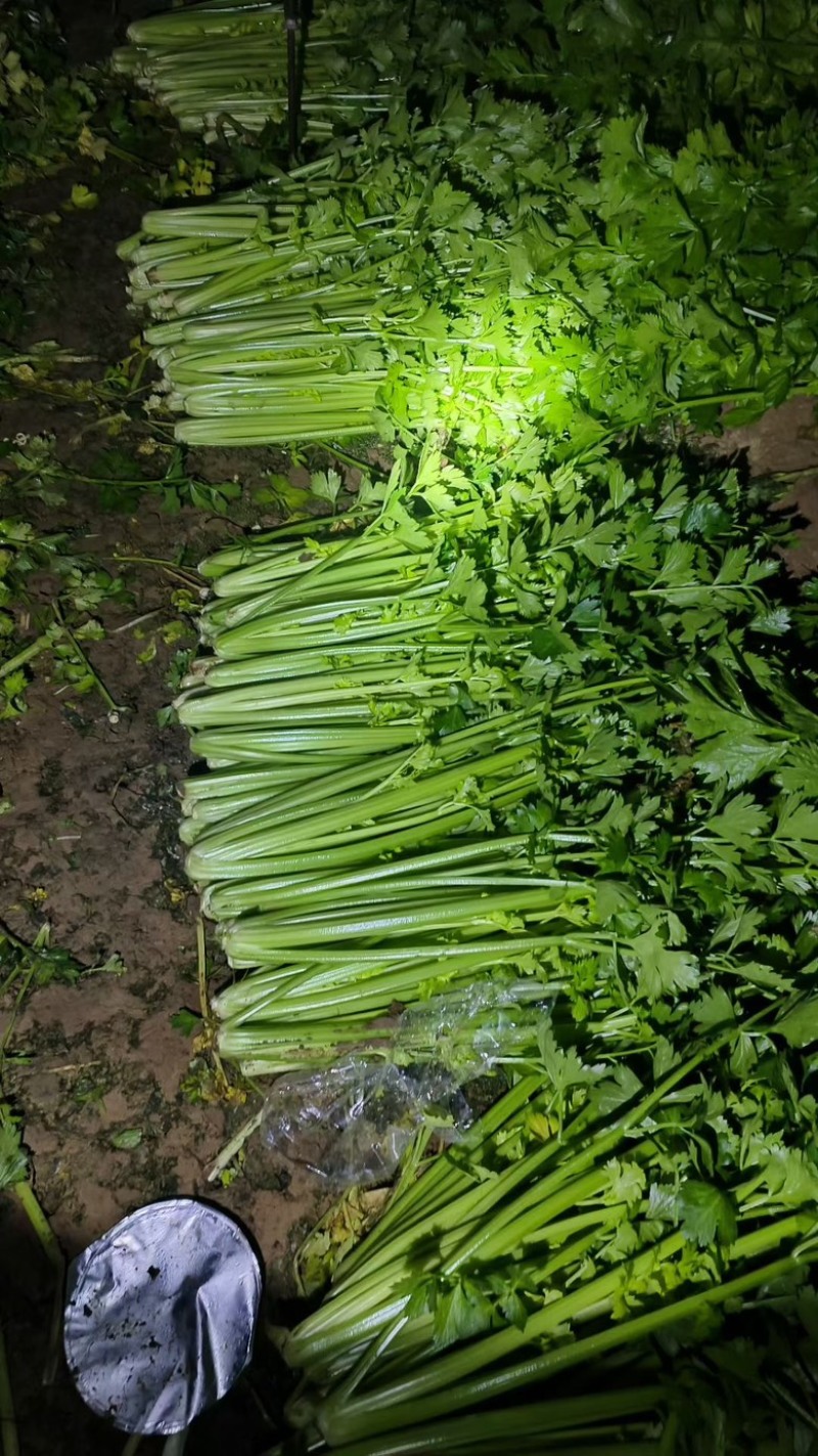 山东芹菜大量有货，质量好，价格低需要的可以联系我