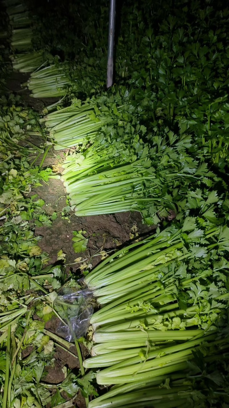 山东芹菜大量有货，质量好，价格低需要的可以联系我