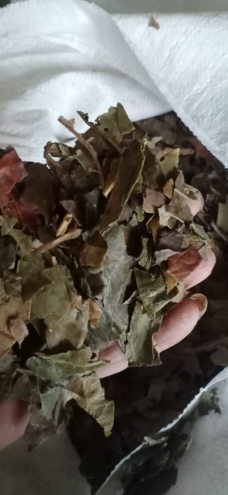 【枇杷叶】产地一手货源大货供应规格齐全量大优惠。