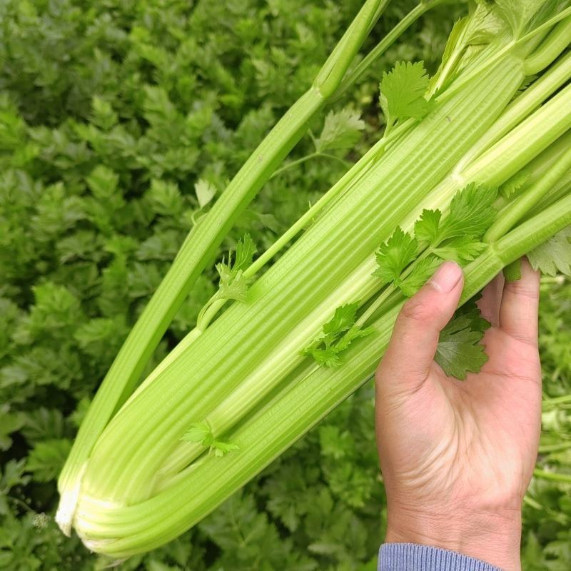 西芹大量出货中货