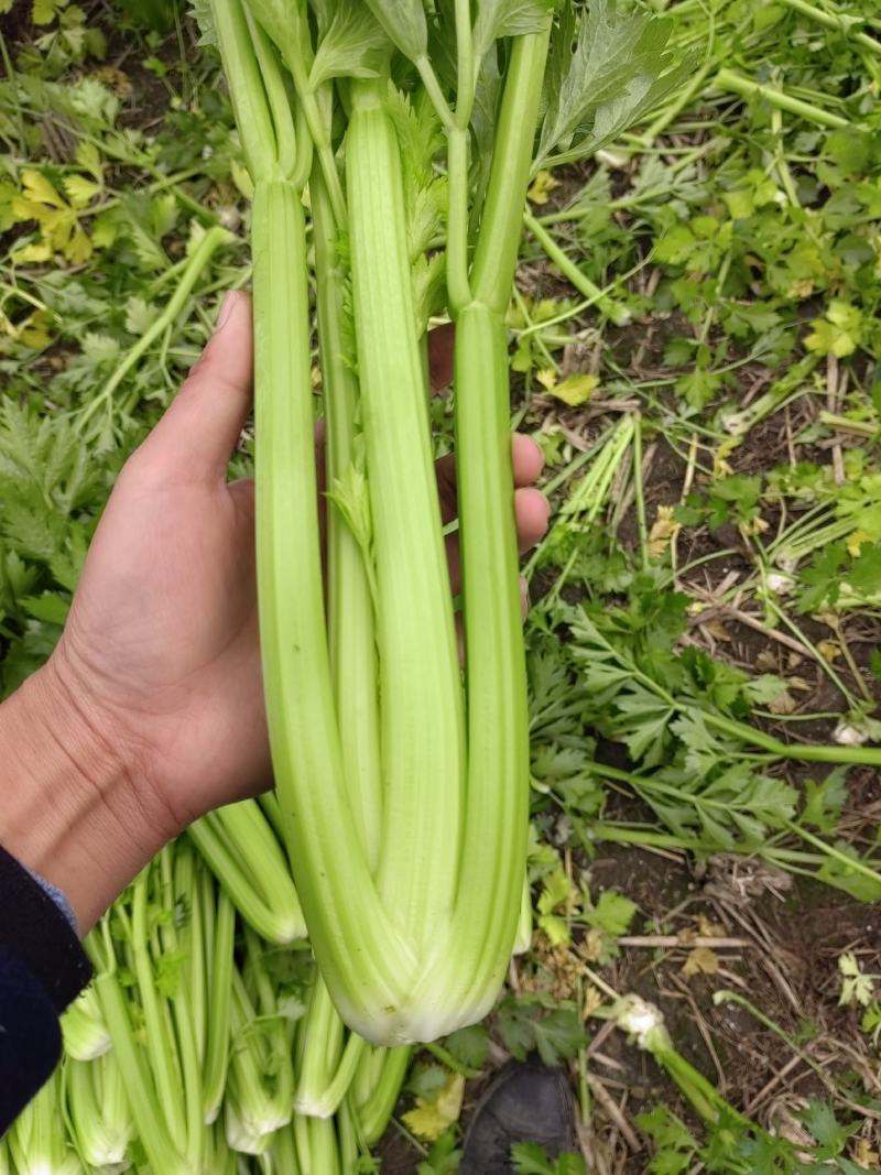 西芹大量出货中货