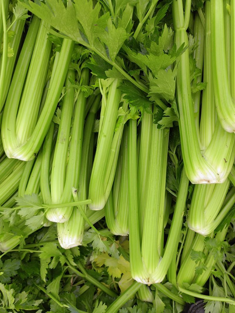 西芹大量出货中货