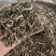 【荆芥】荆芥穗.中药材批发.质量保证规格齐全.