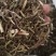 【荆芥】荆芥穗.中药材批发.质量保证规格齐全.