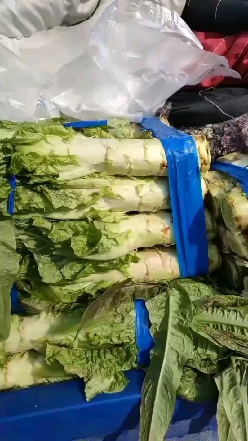 优质莴苣，大量上市质量好，价格低，货源充足代发全国