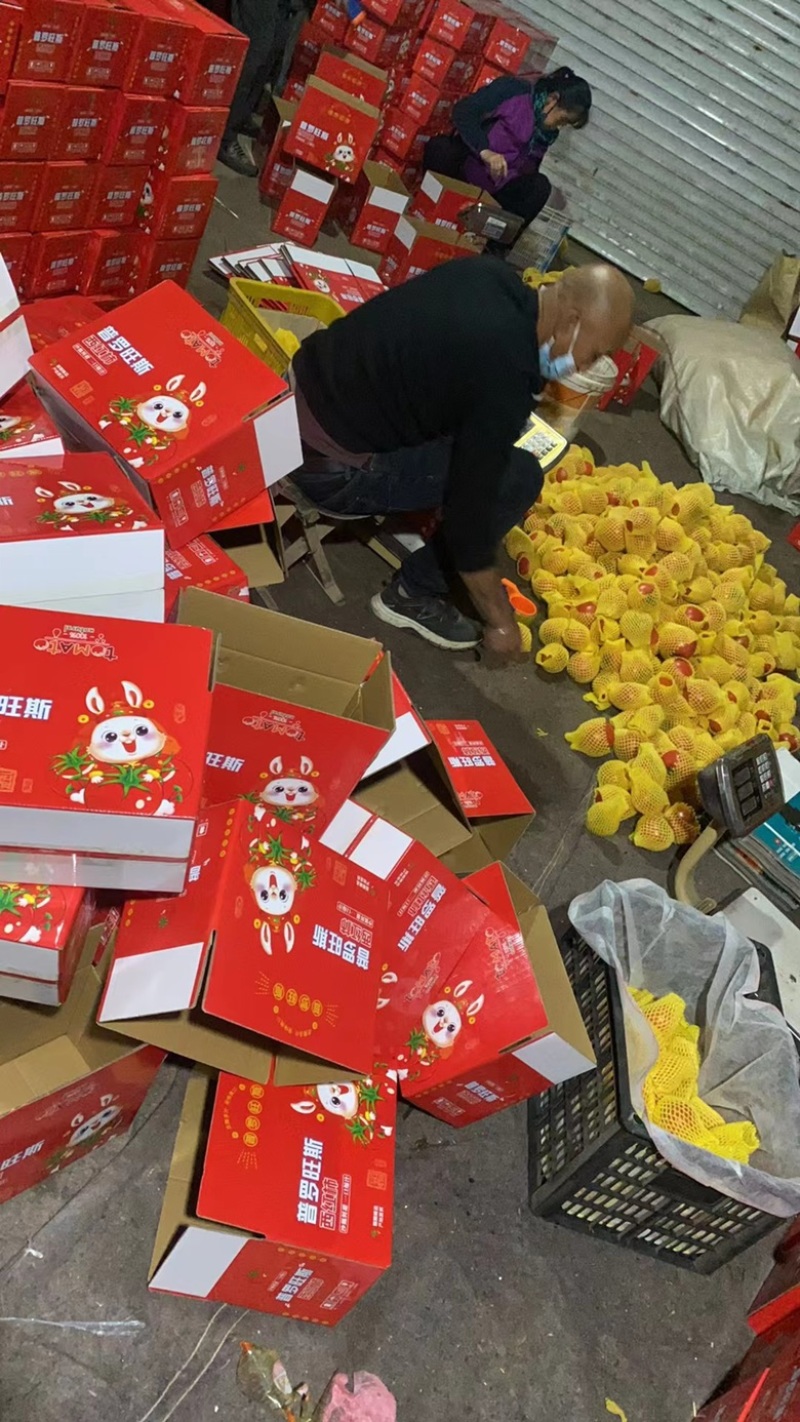海阳普罗旺斯大红西红柿产地直发质量保证欢迎来咨询