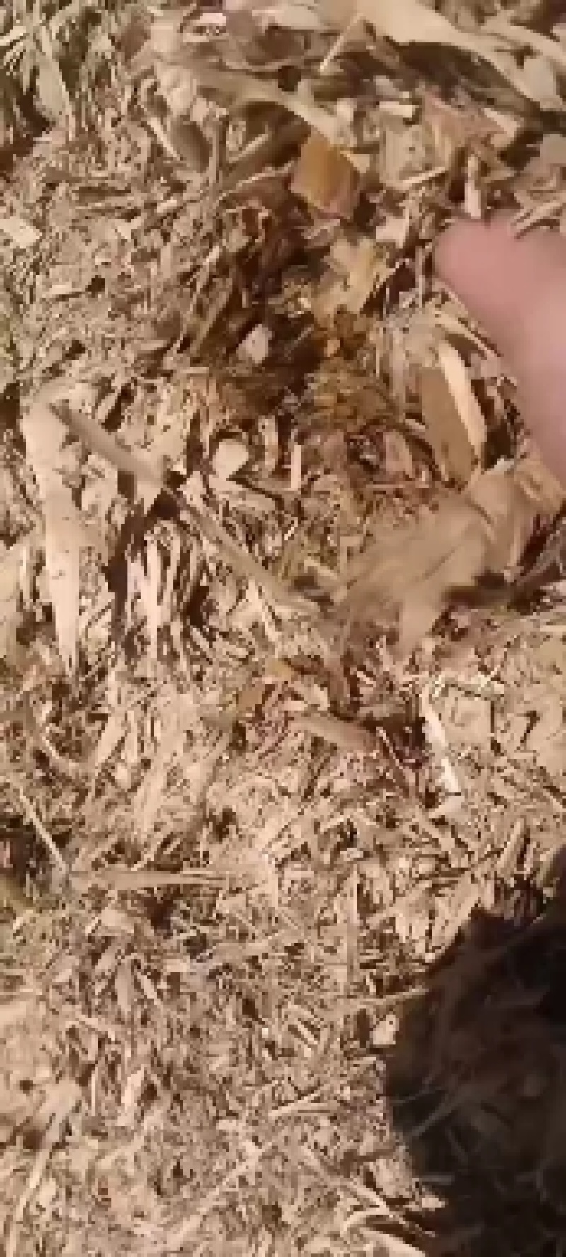 常年出售玉米杆青贮饲料，方包、圆包，一手货源