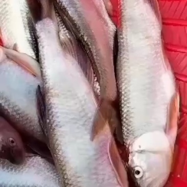 马口白鱼小嘴白鱼