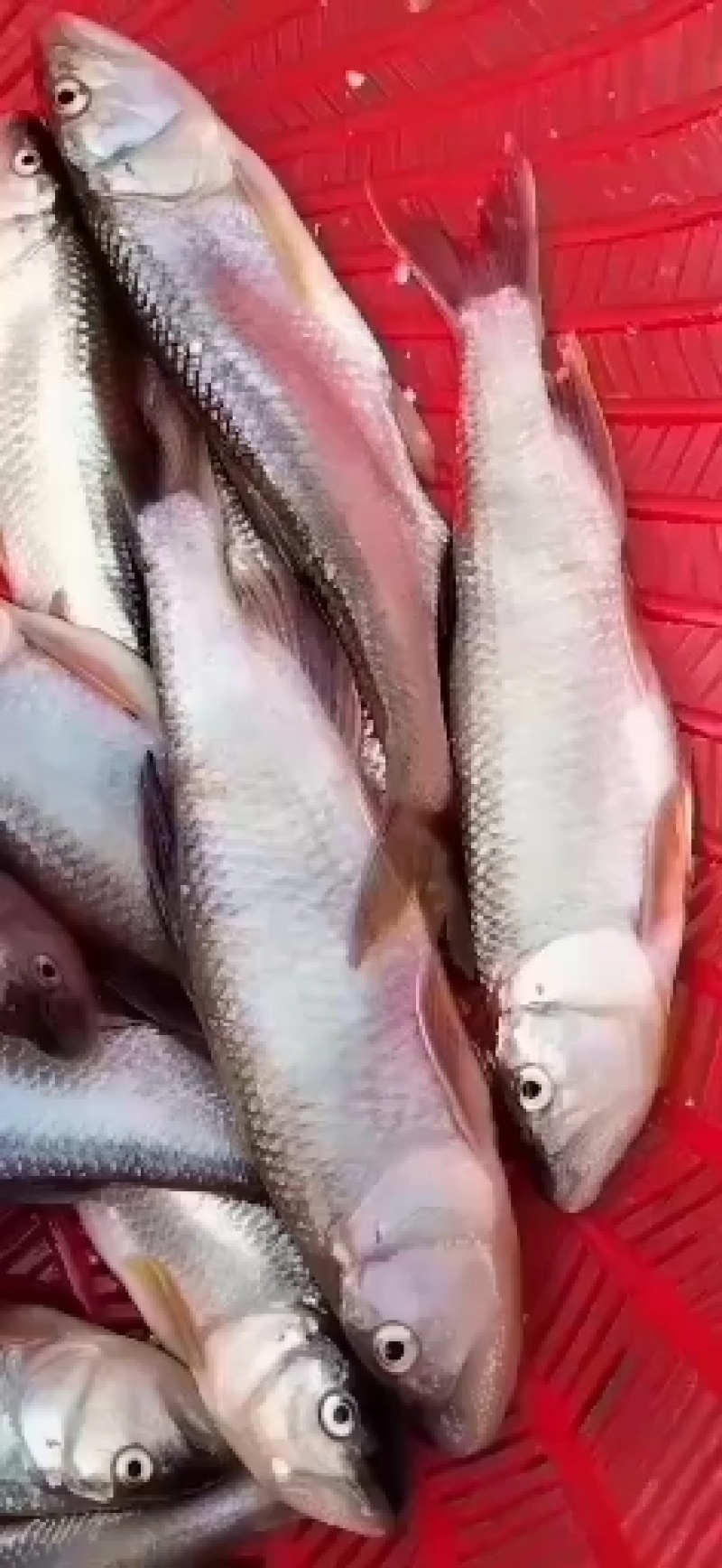 马口白鱼小嘴白鱼
