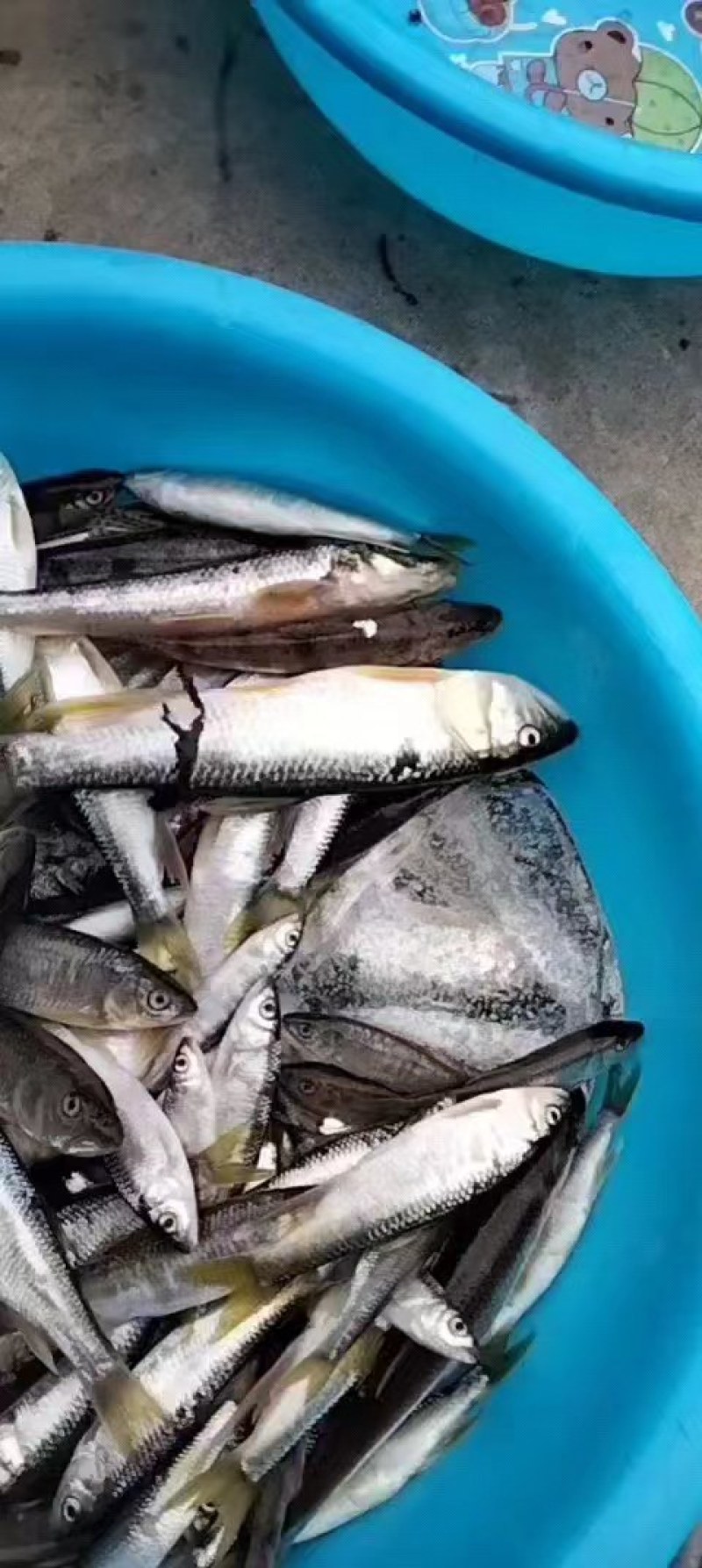 马口白鱼小嘴白鱼
