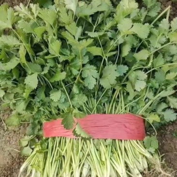 优质香菜大量上市质量好，价格低，货源充足，质量保证代发全