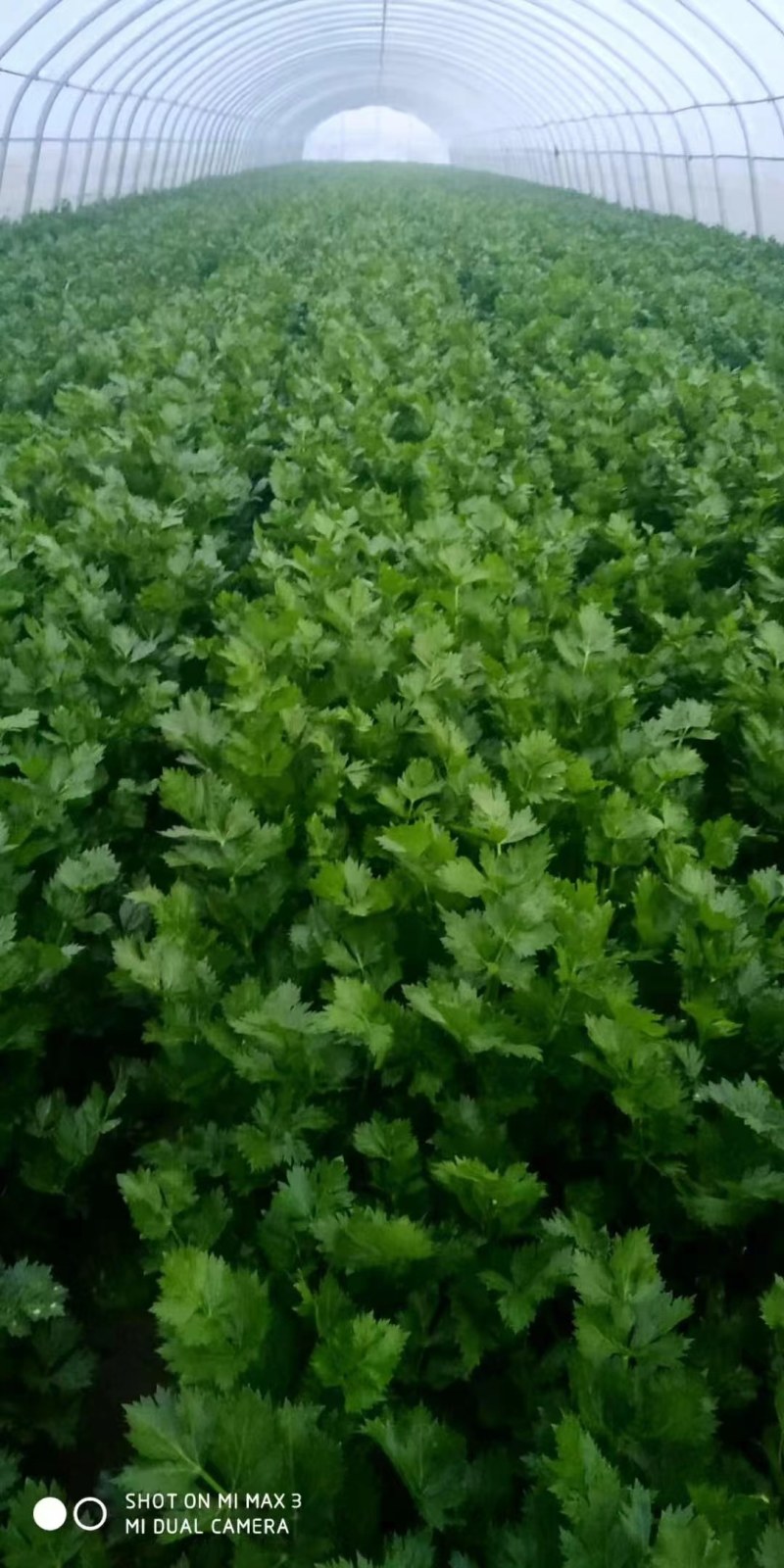 优质香菜大量上市质量好，价格低，货源充足，质量保证代发全