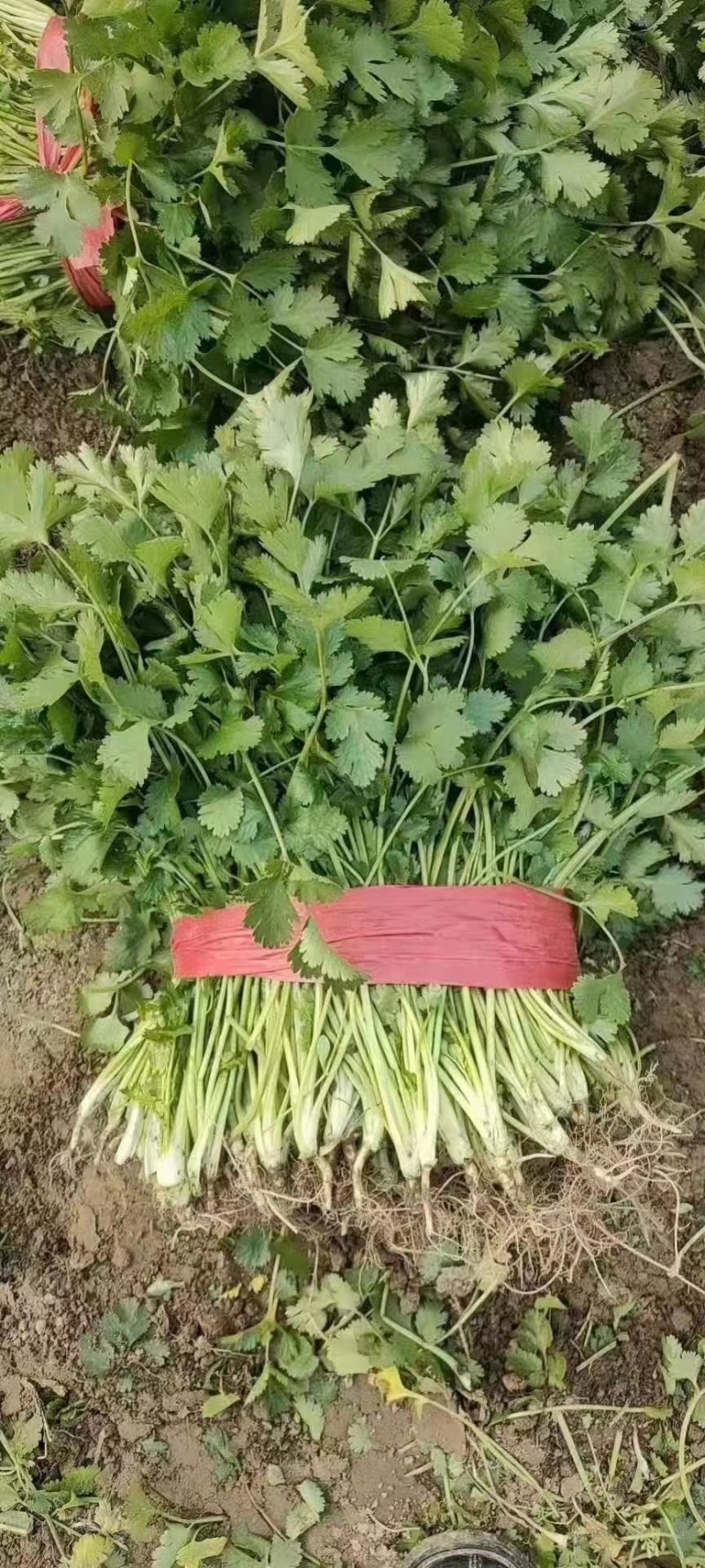 优质香菜大量上市质量好，价格低，货源充足，质量保证代发全